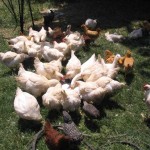 Birds Drinking Goat Whey