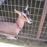 A goat at Landeria Farms