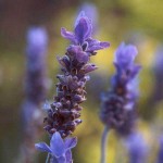 lavender flowers 150x150 Is Lavender a Seasonal Fragrance?