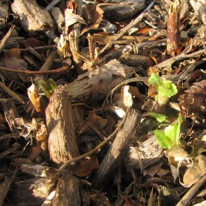 signs of spring1 300x300 Signs of Spring