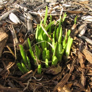 signs of spring2 300x300 Signs of Spring