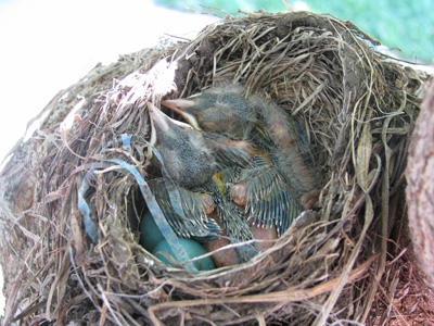 baby_robins_1week baby robins 1week Update on the Baby Robins