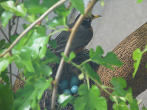 mama-robin Robin and her eggs