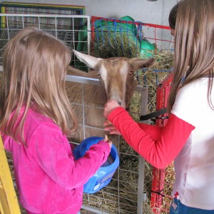 Feeding one of the very prego goats
