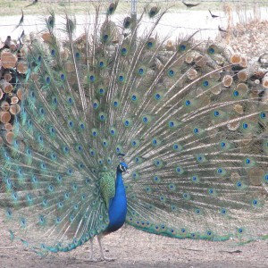 Five-year-old peacock